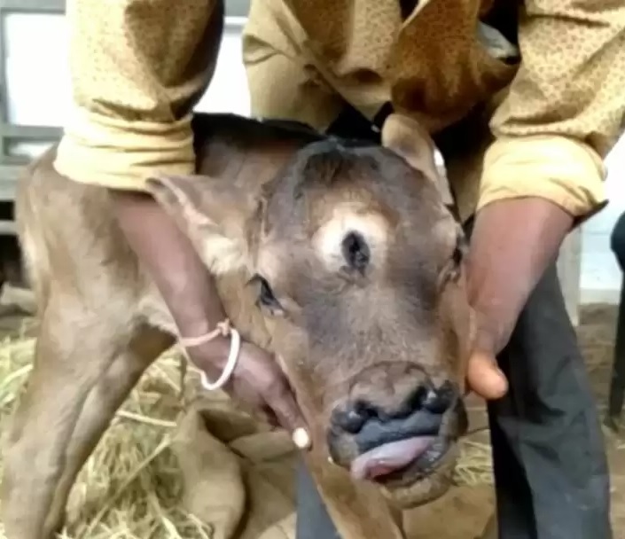 calf with three eyes