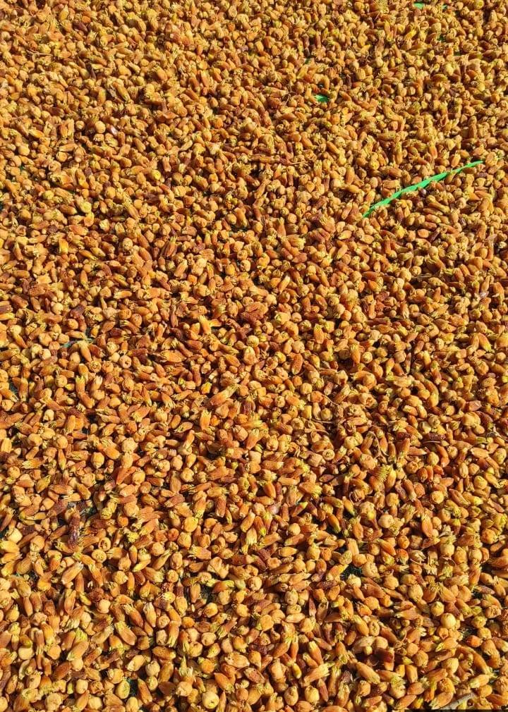 mahua flower dry