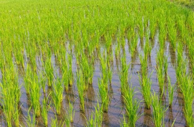 farms बारिश से खराब हो रहे बीज और पौधे, खेतों से पानी निकासी की व्यवस्था करनी होगी फौरन 1 farms