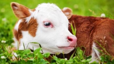 cow killing