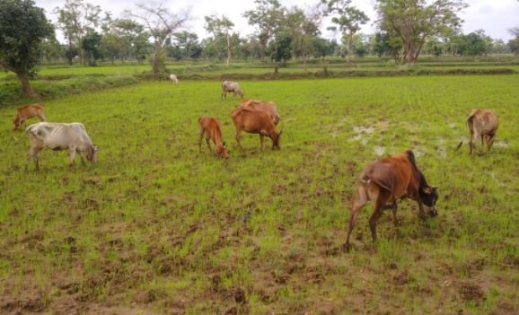 Gothano गोठानो में अव्यवस्था का आलम,गांव में रोका छेका अभियान फेल 1 Gothano