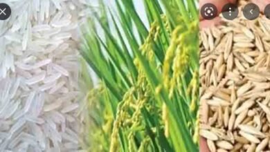 Rice