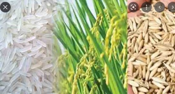Rice चावल में निर्यात की मांग ने बढ़ाई कीमत धान की 1 Rice