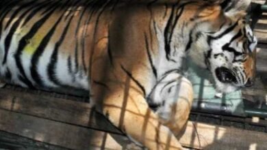 Tigers