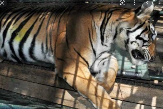 Tigers देश के सबसे बूढ़े बाघों में से एक राजा की मौत 1 Tigers