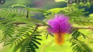 Sawan