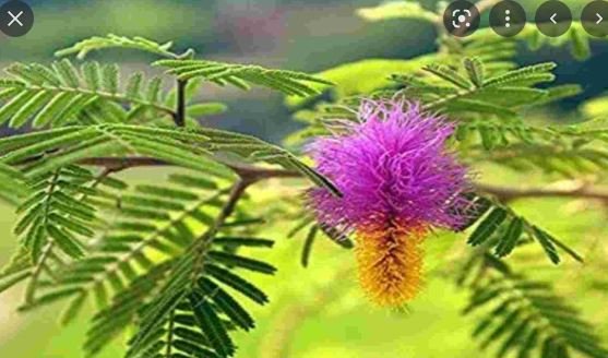 Sawan सावन के लिए फूल बाजार है तैयार, शमी की पत्तियां की मांग शिखर पर 1 Sawan