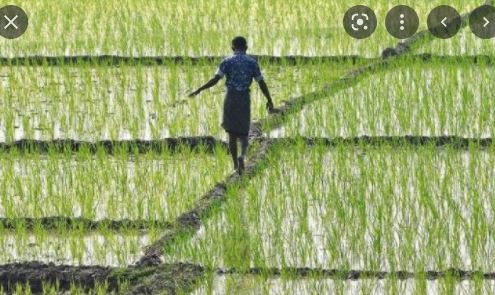 defaulter डिफाल्टर किसान ने न्याय को लेकर कलेक्टर को सौंपा ज्ञापन 1 defaulter