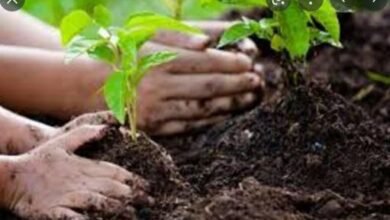 tree planting