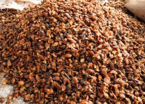 Mahua : महुआ धड़ाम, घरेलू मांग बेहद कमजोर, बंपर स्टॉक गले की फांस 1 Mahua :