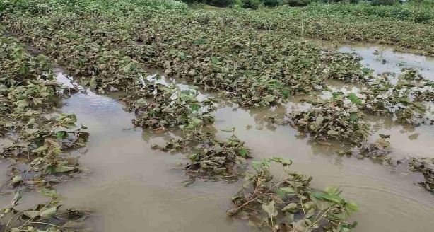 Vegetable महंगाई का कोहराम, सब्जी बाड़ियों में वर्षा जल का जमाव बढ़त की ओर 1 Vegetable