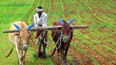Farmer :