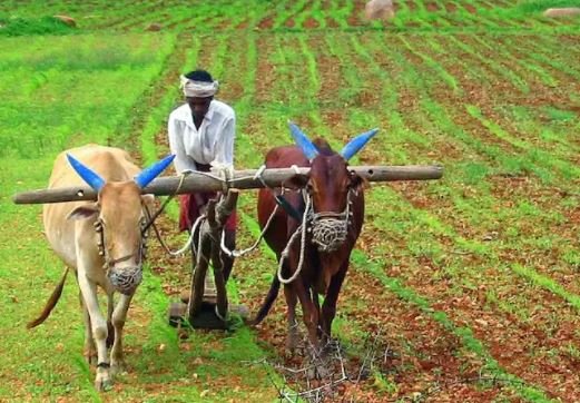 Farmer : कृषि मंत्री ने किसी भी किसान की आत्महत्या से किया इंकार 1 Farmer :
