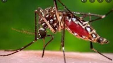 Dengue :