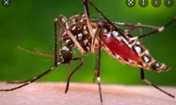 Dengue : निजी पैथालॉजी लैब में डेंगू के जांच में मिलेगी 100 रुपए की छूट 1 Dengue :