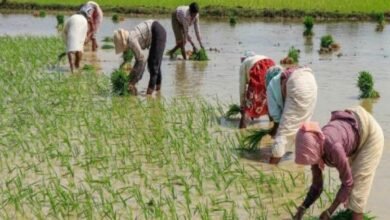 Farmers: