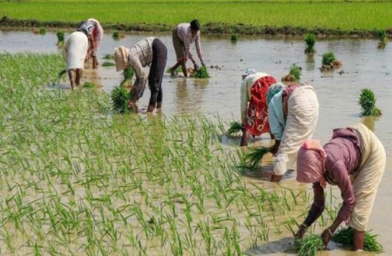 Farmers:बेहतर बारिश के बाद भी किसानों के उड़े होश,जानिए 1 Farmers: