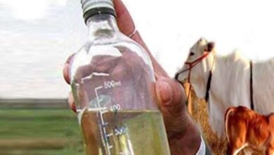 Cow urine :