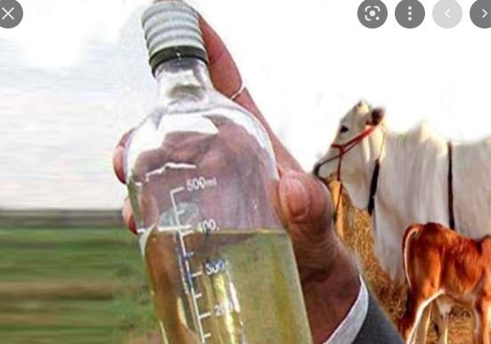 Cow urine : रोग नियंत्रण क्षमता रासायनिक कीटनाशक से कई गुना अधिक है गौमूत्र कीटनाशक 1 Cow urine :