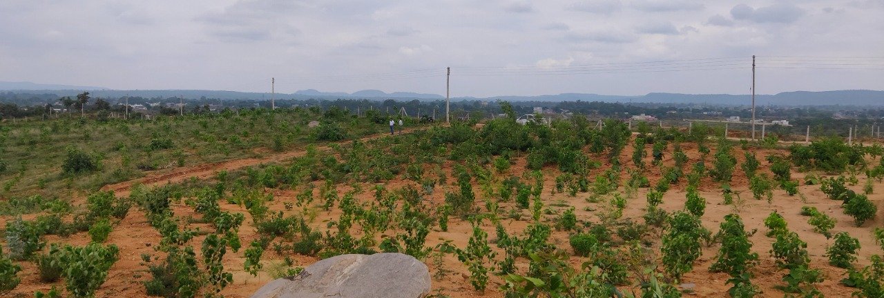 21 acre barren land turned into lush green forest exhibition area in Koriya dist 1 WhatsApp Image 2022 07 12 at 2.33.00 PM