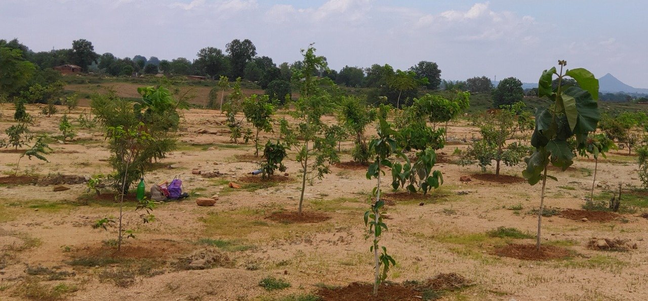 21 acre barren land turned into lush green forest exhibition area in Koriya dist 2 WhatsApp Image 2022 07 12 at 2.33.01 PM