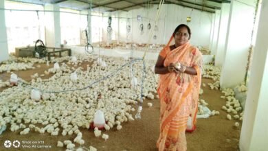 gauthan poultry farming