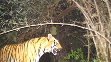 729963c7909646a5a98a51c62567011c