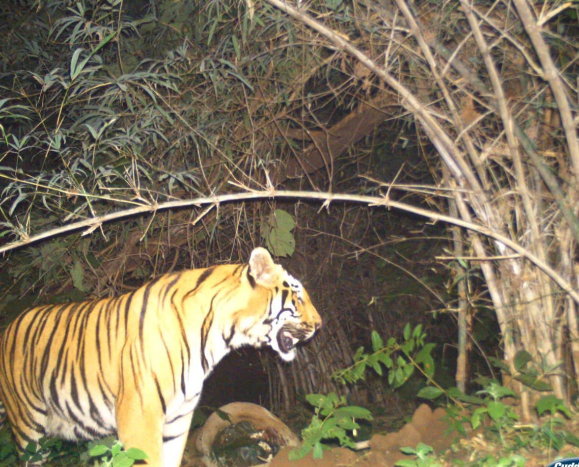 One more tiger found in the Indravati Tiger Reserve, taking total tally to six 1 729963c7909646a5a98a51c62567011c