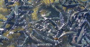 fish farming