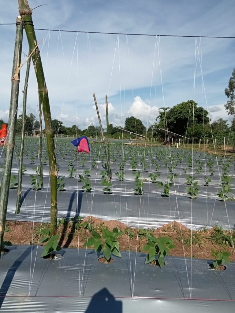 Gaurela-Pendra-Marwahi: Women of Simran Self Help Group earned Rs 1.14 lakh from vegetable farming 2 gaurela 2