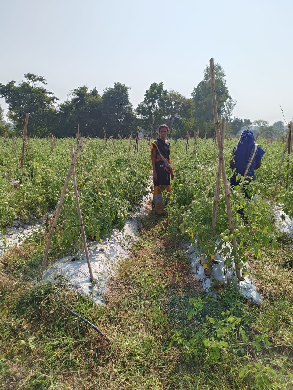 Gaurela-Pendra-Marwahi: Women of Simran Self Help Group earned Rs 1.14 lakh from vegetable farming 1 gaurela