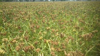 1684408729 f4ce1aab82f8e11bc065