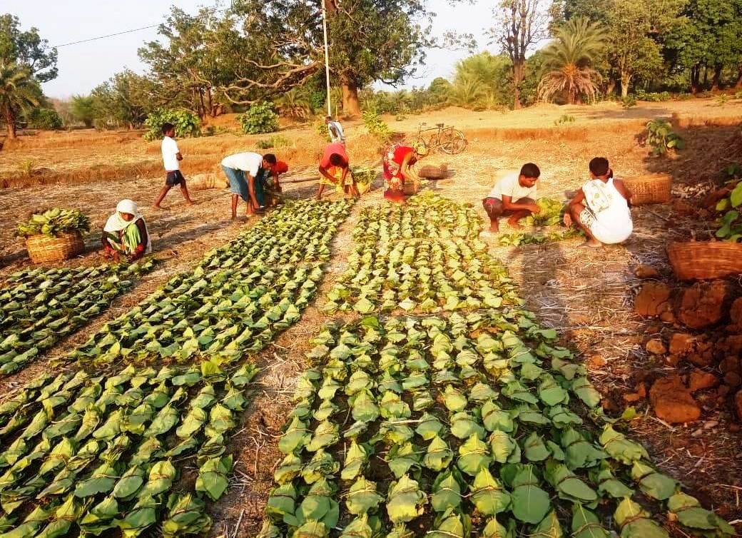 Chhattisgarh makes significant progress towards tendu leaf collection target for the current year, 3.19 lakh standard bags collected so far 1 WhatsApp Image 2023 05 11 at 17.00.34