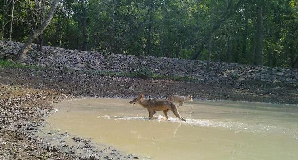 Indian Wild Wolves an endangered species sighted in Kanger Valley National Park 1 WhatsApp Image 2023 05 11 at 17.50.03