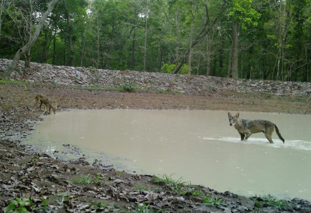 Indian Wild Wolves an endangered species sighted in Kanger Valley National Park 2 WhatsApp Image 2023 05 11 at 17.50.04