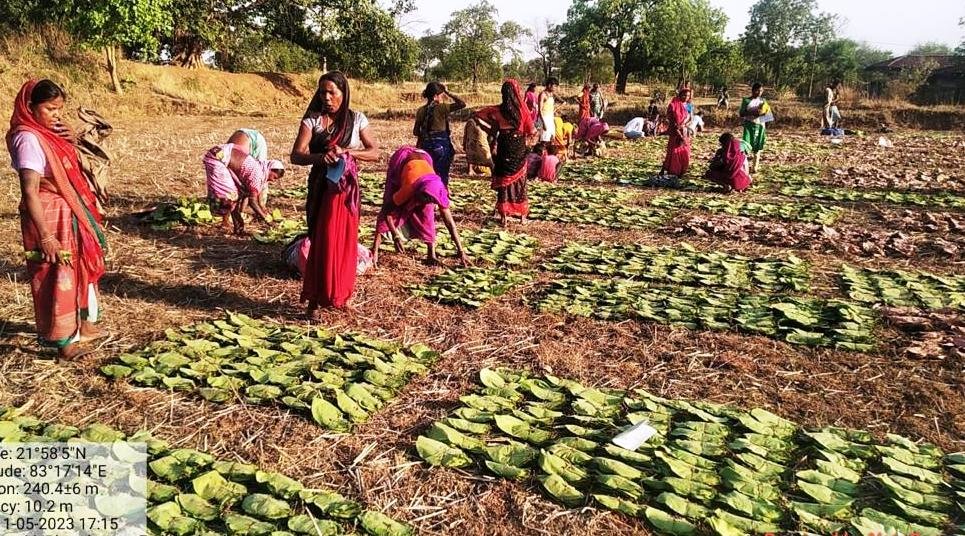 Chhattisgarh forest dwellers collect 7.48 lakh standard bags of tendu leaves in the current year, nearly 45 percent of the target 1 WhatsApp Image 2023 05 16 at 13.09.09