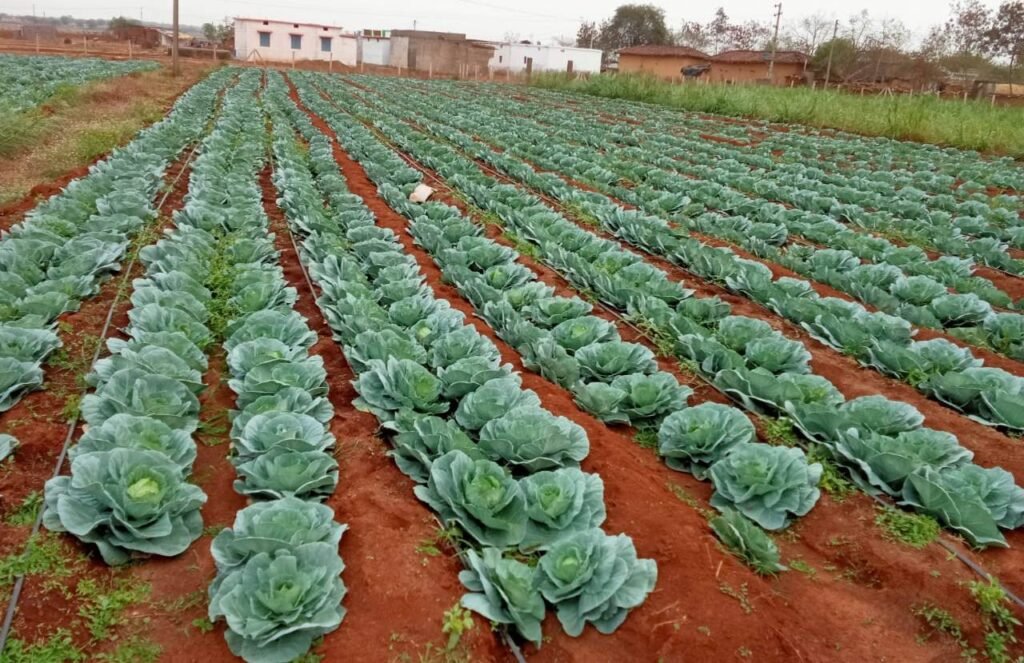 Maheshwari Yadav’s financial condition improves through vegetable farming 2 WhatsApp Image 2023 05 31 at 14.50.40 1