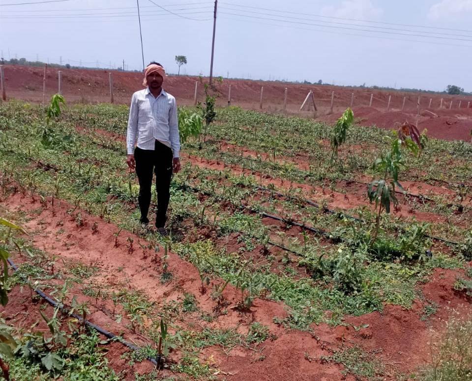 Maheshwari Yadav’s financial condition improves through vegetable farming 1 WhatsApp Image 2023 05 31 at 14.50.40