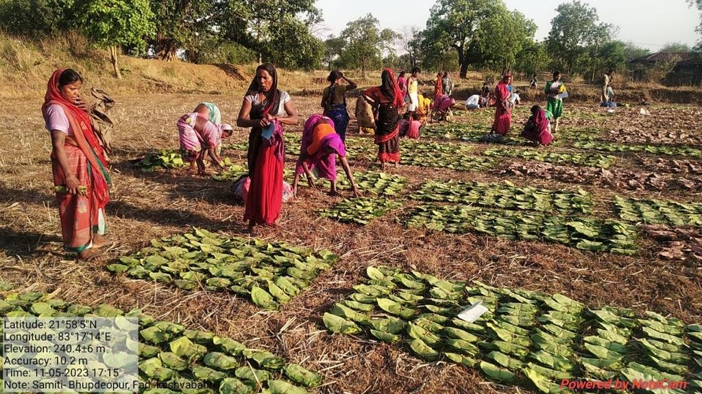 Chhattisgarh's tendu leaf collectors to receive incentive wages of Rs 424.11 crore 2 IMG 20230614 WA0018