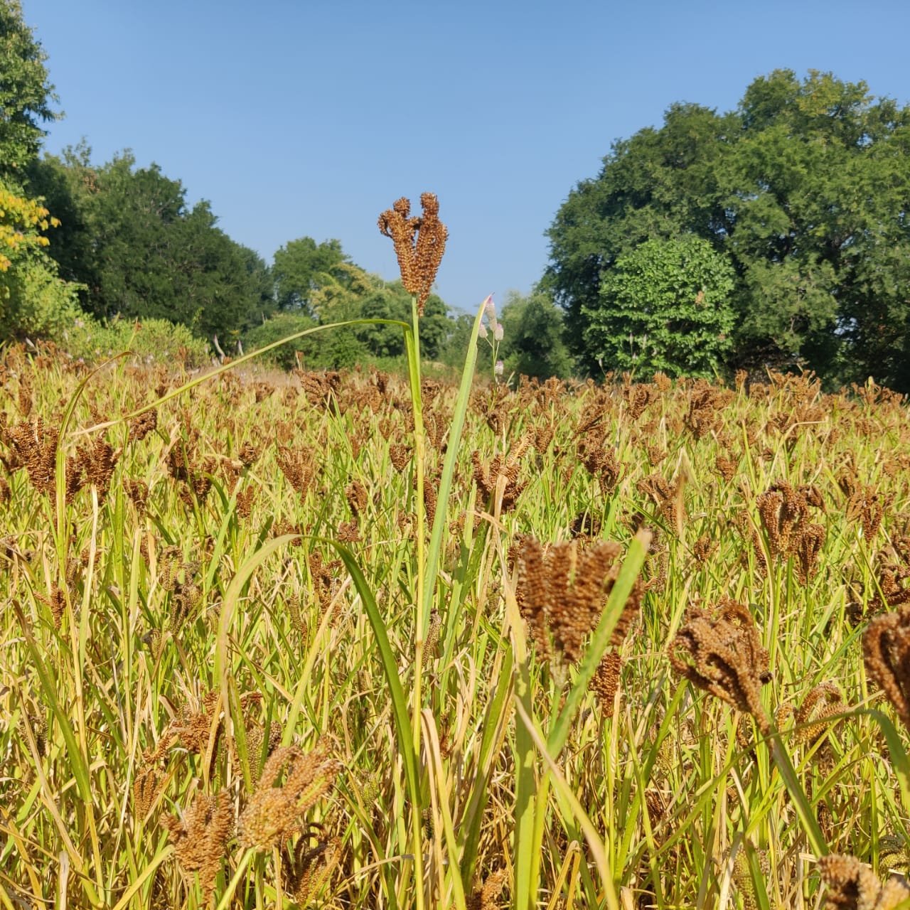 Millet Mission: Chhattisgarh's inspiring journey to becoming a flourishing 'Millet Hub' 1 IMG 20230617 WA0003