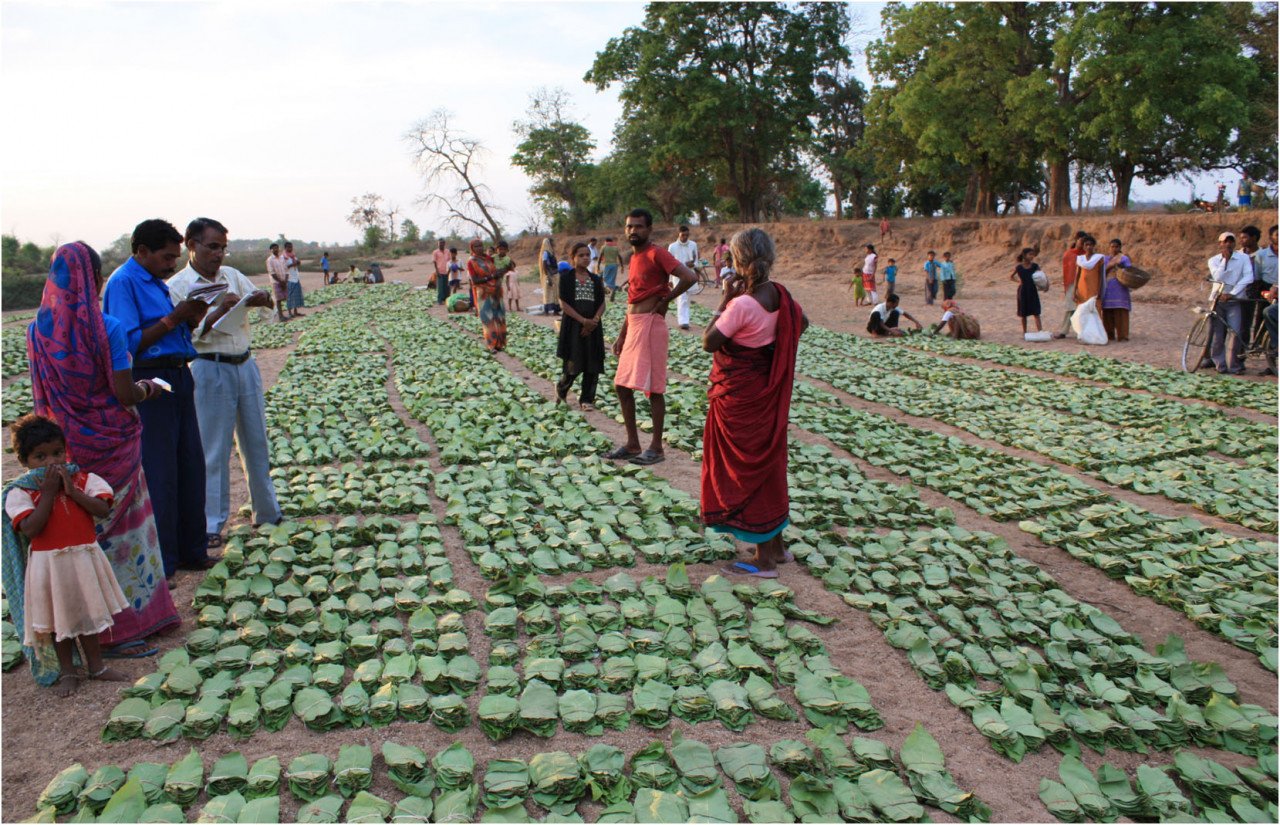 More than 77,000 standard bags of tendu leaves collected in Gariaband district 1 IMG 20230617 WA0008