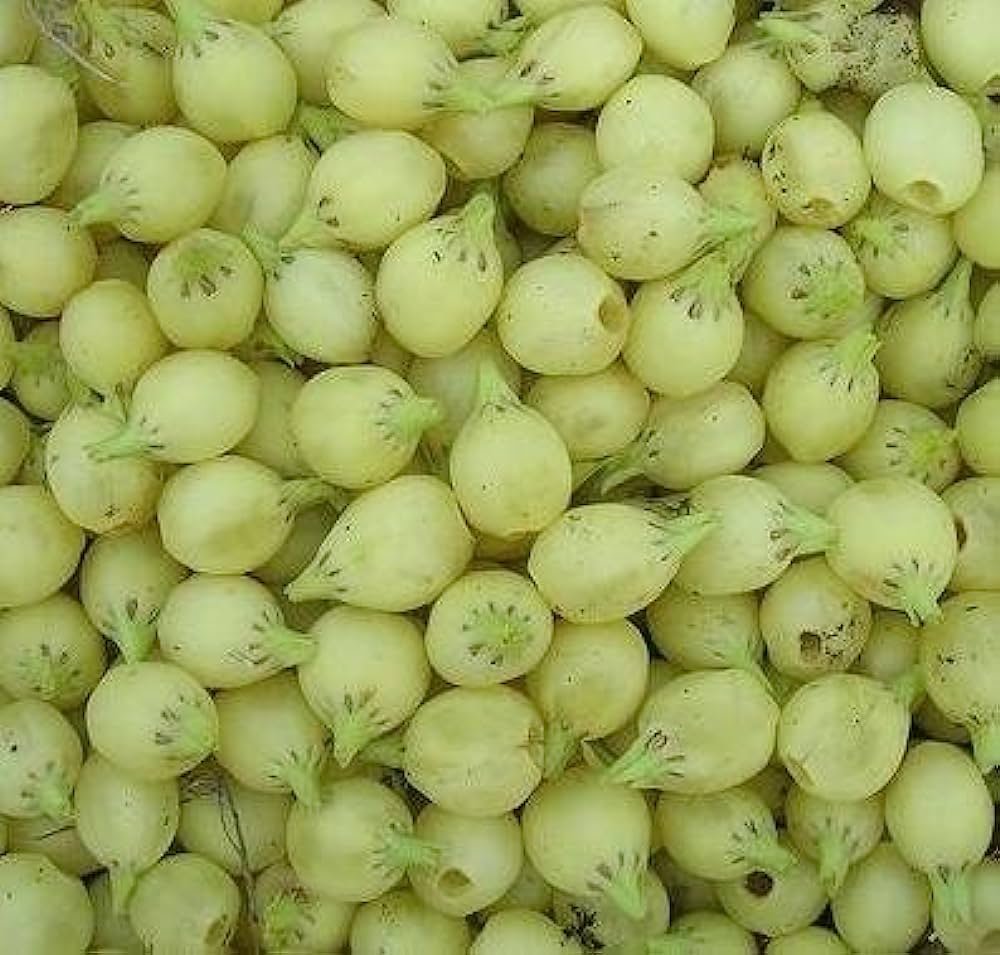 511t4yda3OL. AC UF10001000 QL80