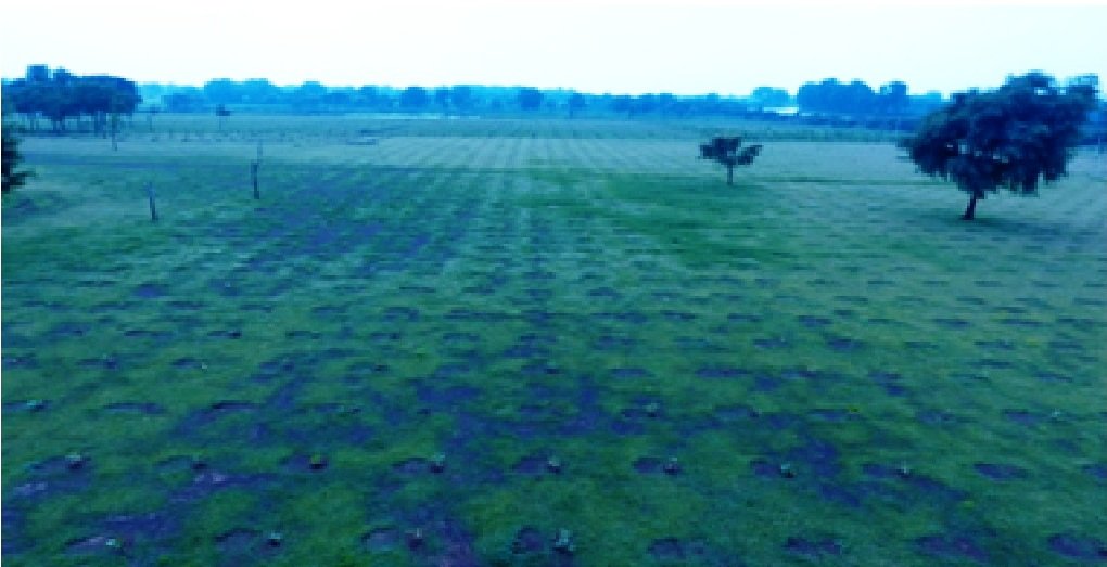 River Bank Tree Plantation Programme: Chhattisgarh's river banks flourished with 46.77 lakh saplings planted in over 4 years 2 WhatsApp Image 2023 07 24 at 11.44.55