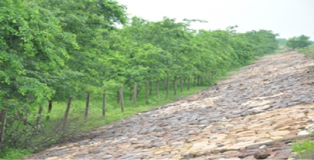 River Bank Tree Plantation Programme: Chhattisgarh's river banks flourished with 46.77 lakh saplings planted in over 4 years 1 WhatsApp Image 2023 07 24 at 11.44.56 1