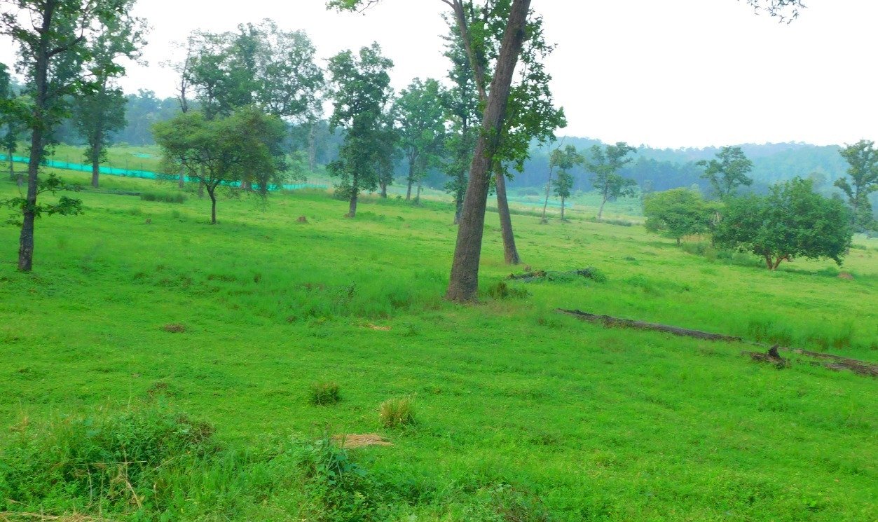 Narva Development: Pasture Development is underway in over 5,000 hectares of forested areas 1 narva vikas 1