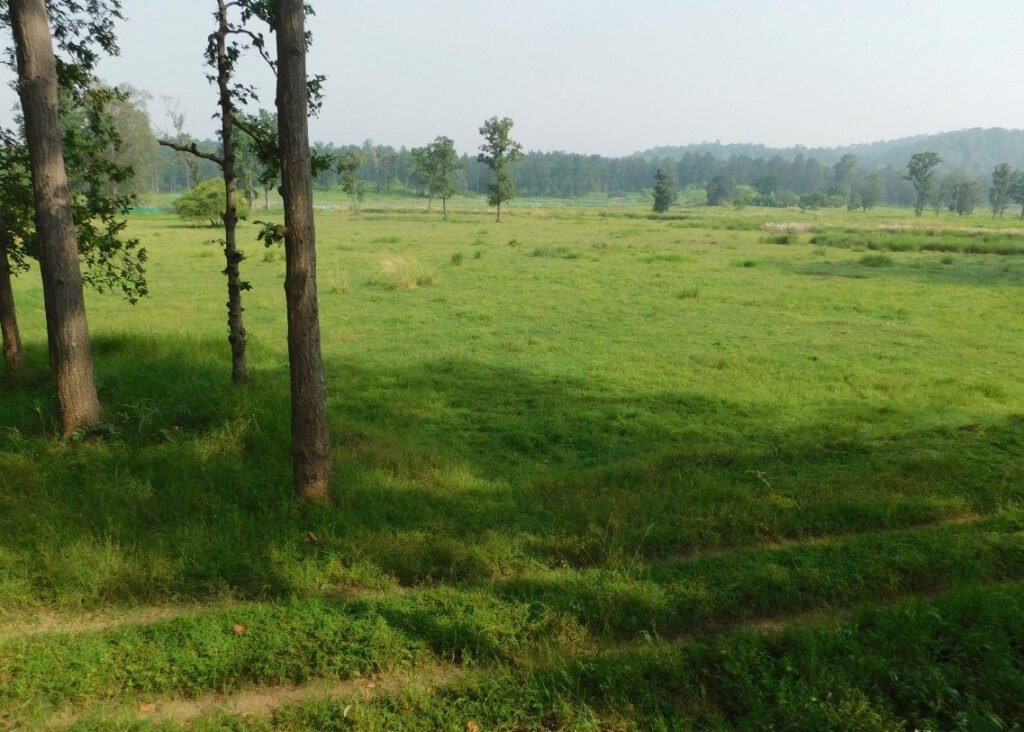 Narva Development: Pasture Development is underway in over 5,000 hectares of forested areas 2 narva vikas 2