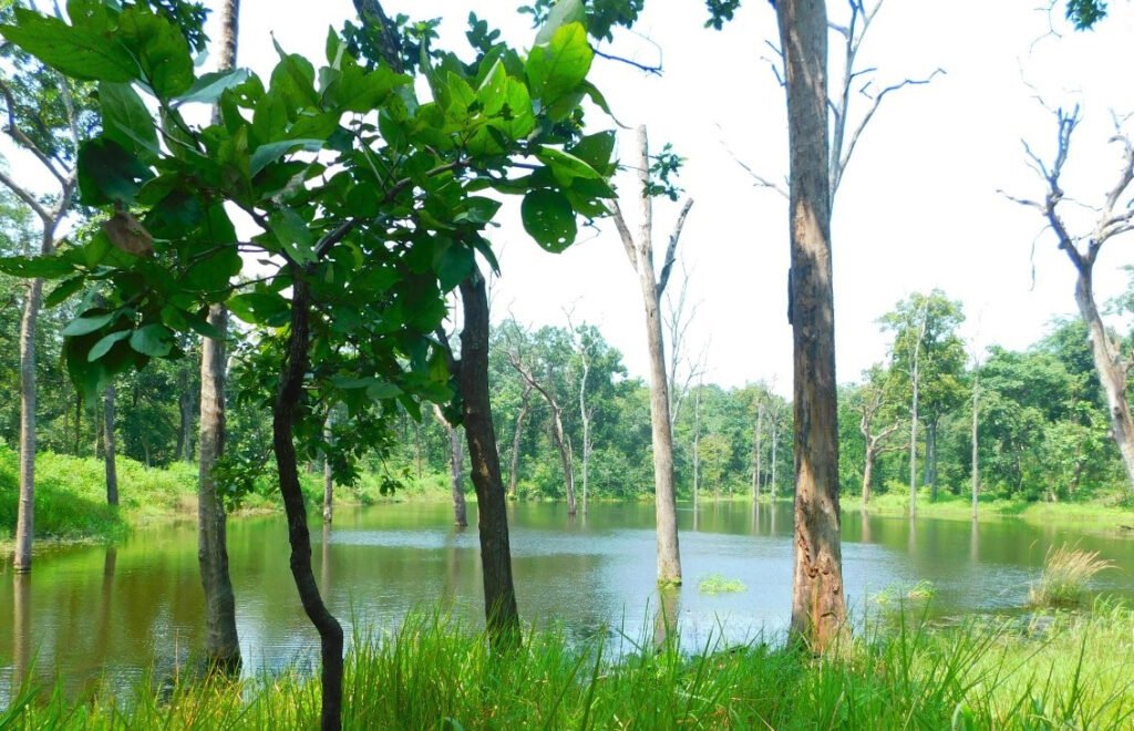 Narva Development: Pasture Development is underway in over 5,000 hectares of forested areas 3 narva vikas 3