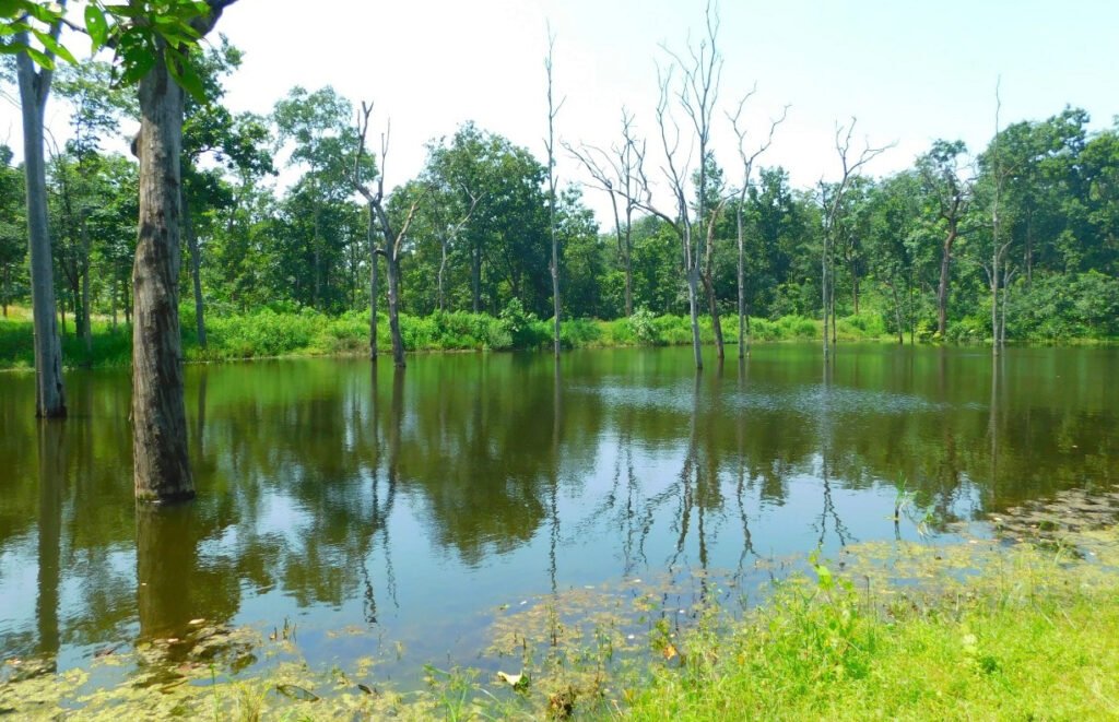 Narva Development: Pasture Development is underway in over 5,000 hectares of forested areas 4 narva vikas 4