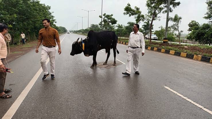 छत्तीसगढ़: मवेशियों को सड़क से भगाने खुद सड़क पर उतरा प्रशासन; गौशालाओं, गौठानों और कांजी हाउस की जा रही ऑनलाइन मैपिंग 1 images 92