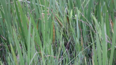 1695394065 f6f9d41a0a43c24e3cdc